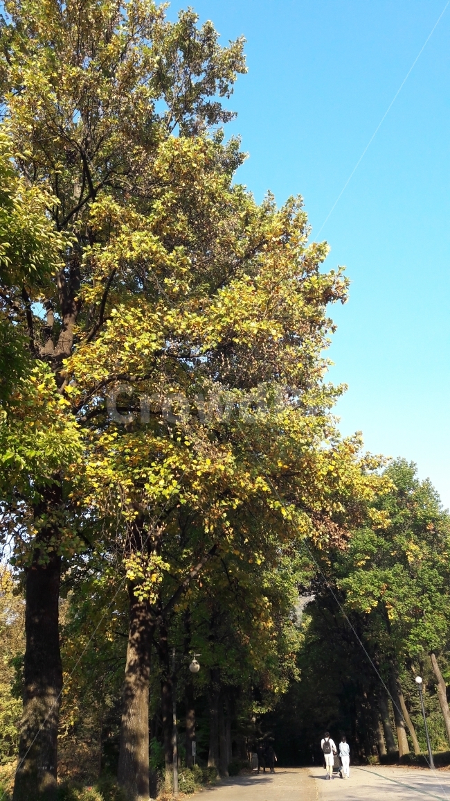 대공원,길,낙엽,단풍,연인,가을,계절,fall,autumn,season,자연,풍경,nature,landscape,식물,plants,나무,trees,wood,사람,인물,인간,human,person,연인,커플,사랑,lover,couple,tree,plant,tree trunk,나무 줄기
