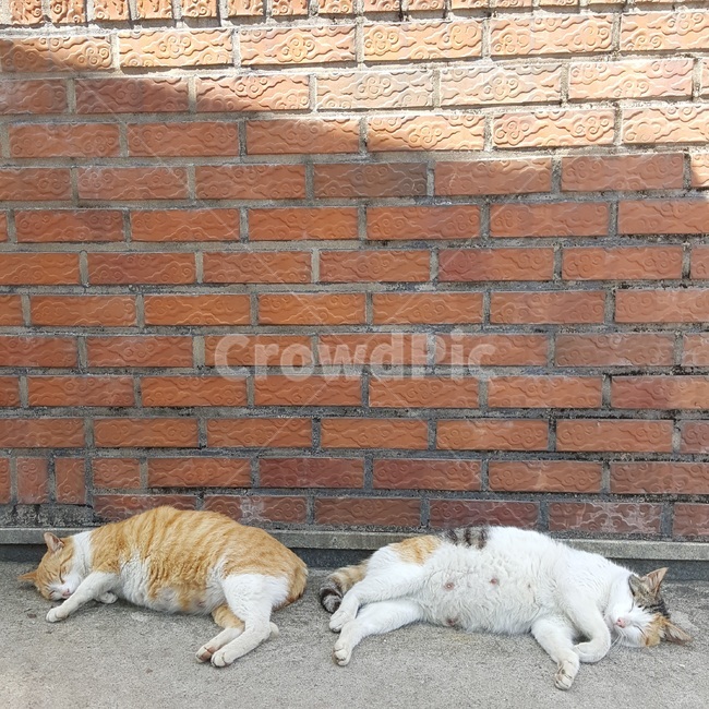 고양이,벽돌,임신,낮잠,오후,cat,길고양이,동물,animal,포유류,mammal,고양이,cat,kitten,kitty