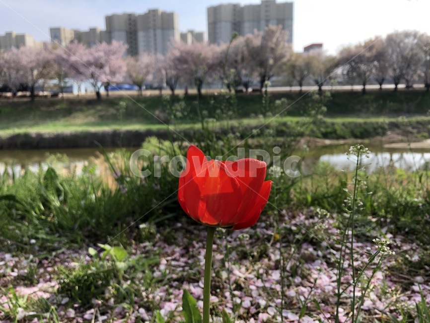 벗꽃,꽃길,벗꽃길,길,황구지천,시골길,풍경,자연,힐링,나무,벗나무,튤립,꽃,봄,예쁜길