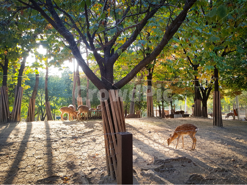 tree,나무,plant,식물,treetrunk,나무줄기,사슴,노을,빛,숲