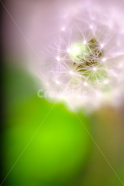 민들레,봄꽃,홀씨,식물,씨앗,꽃,민들레홀씨,정물,근접,식물,자연,plants,nature,꽃,flower