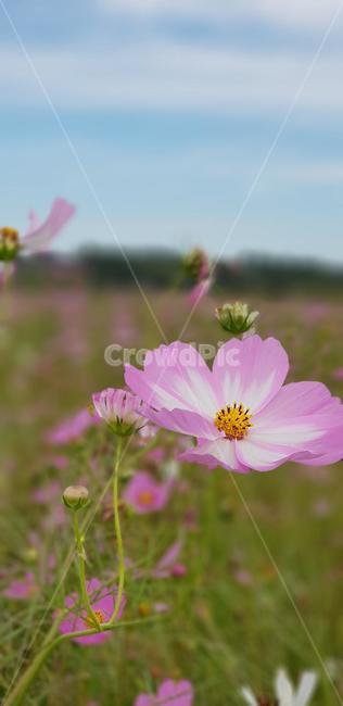 가을,코스모스,꽃,식물,자연,계절,붉은색,핑크,순수,감성,cosmos,red,pink,fall,nature,autumn,green,white,하늘,구름,sky,가을,계절,fall,autumn,season,식물,자연,plants,nature,꽃,flower,plant,blossom,petal,꽃잎
