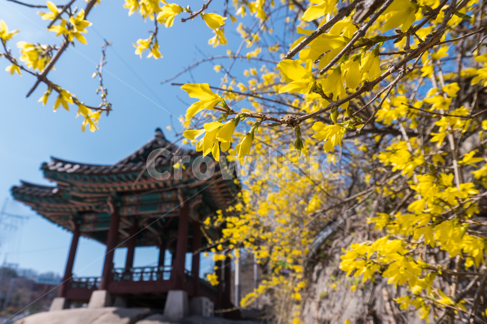 세검정,개나리,봄,한옥,전통,정자,꽃,traditional,전통건축물,종로구,신영동,부암동,누각