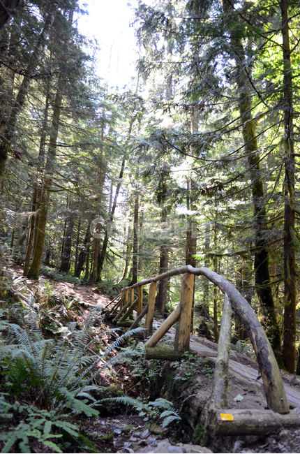 숲,풀숲,푸름,나무,힐링,초록,자연,풍경,nature,landscape