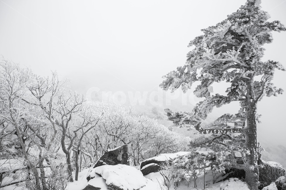 상고대,눈꽃,얼음꽃,풍경,자연,겨울,계절,winter,season,자연,풍경,nature,landscape,한국자연풍경,한국자연경관,korea nature landscape,식물,plants,나무,trees,wood,snow,눈,blizzard,눈보라,outdoors,옥외,storm,폭풍