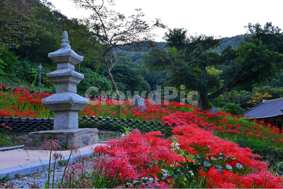 nature,자연,scenery,풍경,outdoors,옥외,landscape,경치,함평,용천사,사적지,문화재,꽃무릇,상사화,사찰,절,불교