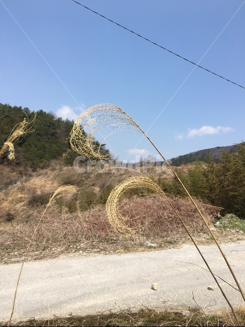 갈대,자연,시골,바람,흔들흔들