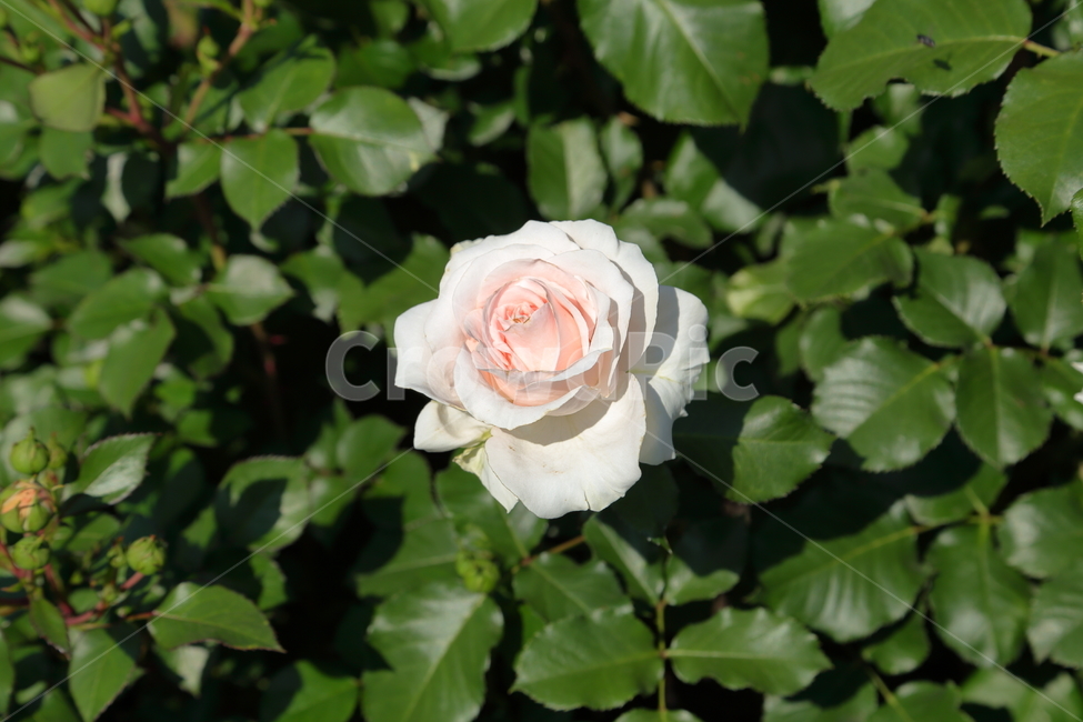 장미,장미꽃,꽃,rose,flower,백장미,하얀장미,5월,6월