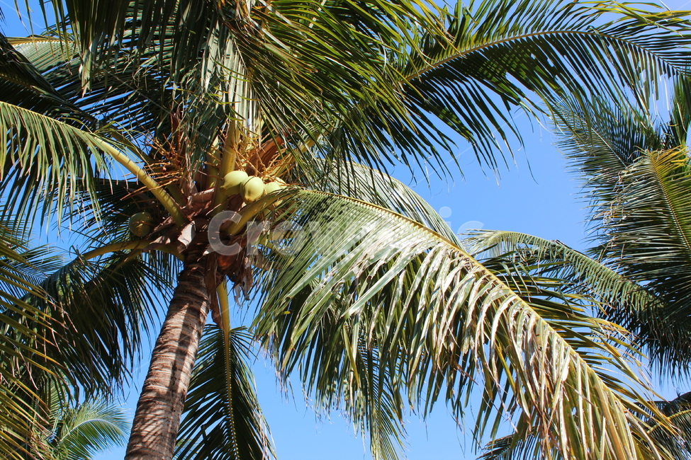 야자수,동남아,코코넛,식물,베트남,palmtree,plants,나무,trees,wood