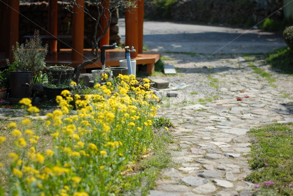 꽃,정원,시골,노랑,식물,식물,자연,plants,nature,꽃,flower