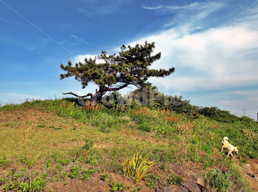 제주,올레1코스,자연,종달리,나무,한그루,푸른하늘,제주도,jeju,jeju island,outdoors,옥외,grassland,목초지,field,들,nature,savanna,대초원