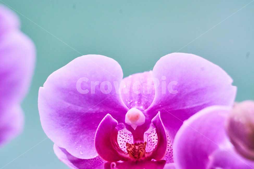 호접란,서양난,꽃,접사,생화,화분,plant,nature,flower,초접사