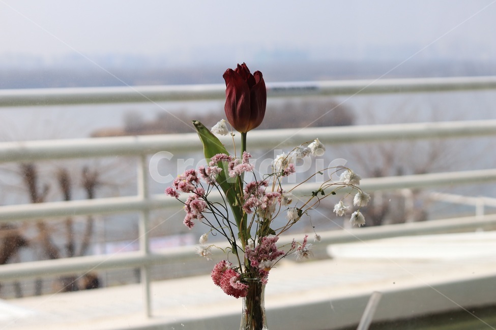 장미,레드,한송이,꽃병,꽃,실내용화초,화분,화초,house plant