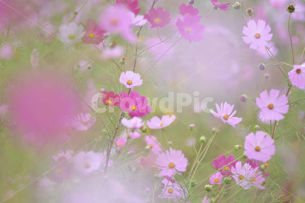 꽃,꽃밭,코스모스,가을꽃,야생화,가을,계절,fall,autumn,season,식물,자연,plants,nature,꽃,flower,spring,봄