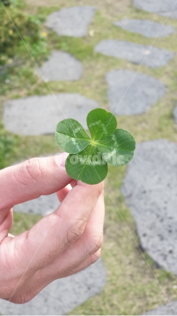 네잎클로버,클로버,행운,손,clover,lucky,green,연두