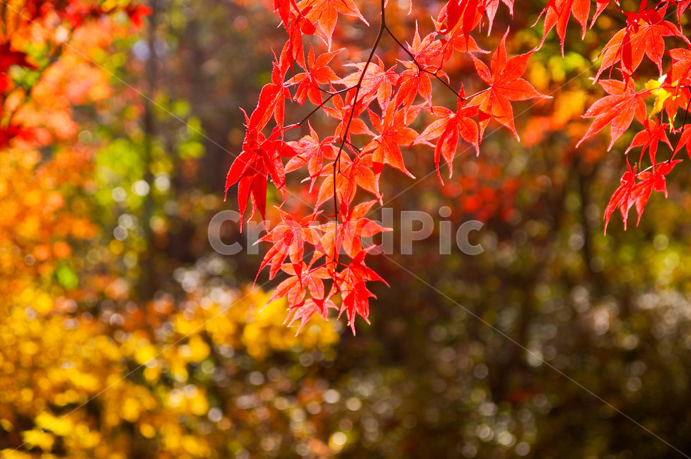 가을,단풍,단풍나무,붉은,오색,가을색,색감,등산,붉은물감,가을,계절,fall,autumn,season,plant,식물,leaf,잎,tree,나무