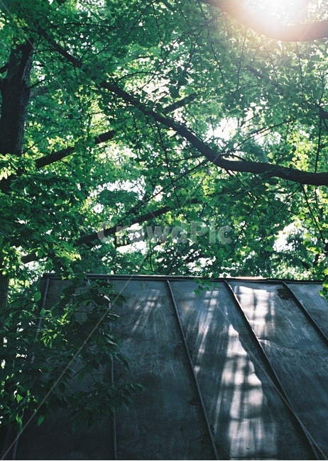 빛,나무,지붕,초록,비밀의집,식물,자연,plants,nature,나무,trees,wood,휴식,힐링,rest,relaxation,healing