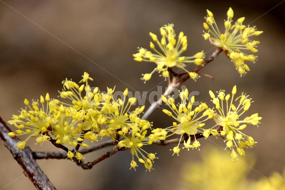 나무,꽃,산수유,봄,노란색,식물,자연,plants,nature,꽃,flower