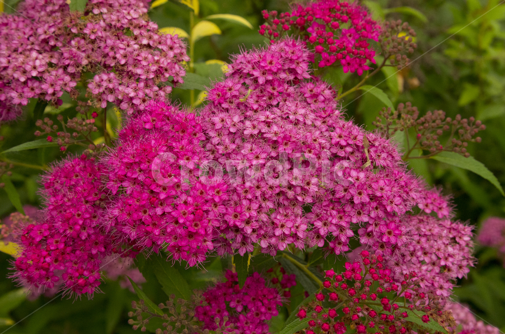 일본조팝나무,조팝나무,분홍꽃,분홍,핑크,봄,봄꽃