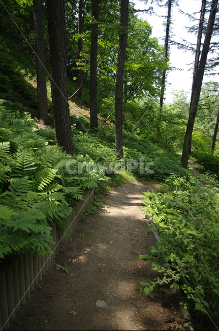 초록,나무,잎,식물,plant,계절,봄,spring,길,자연,풍경,nature,landscape,path,통로