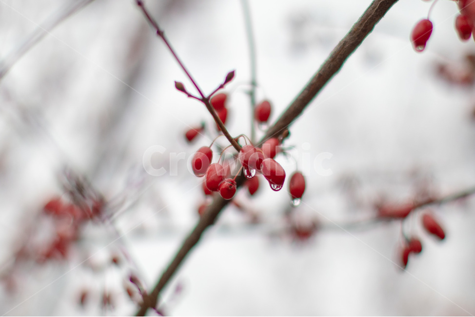 산수유,열매,산책,나무,풀잎,감성,식물,자연,plants,nature,과일,열매,fruit
