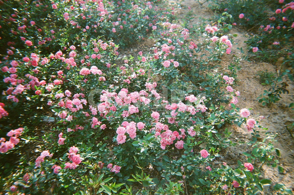 plant,식물,꽃,flower,장미,rose