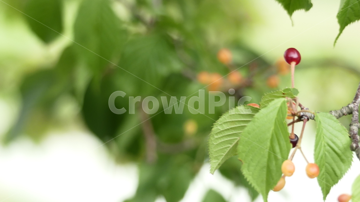 산수유,열매,과일,농촌,여름,풍요,시원,한약재,건강,나무잎