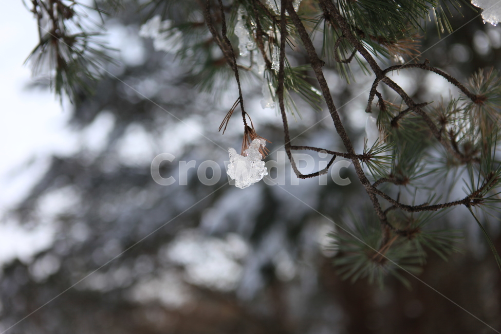겨울,소나무,고드름,얼음,깨끗함,겨울,계절,winter,season,식물,자연,plants,nature