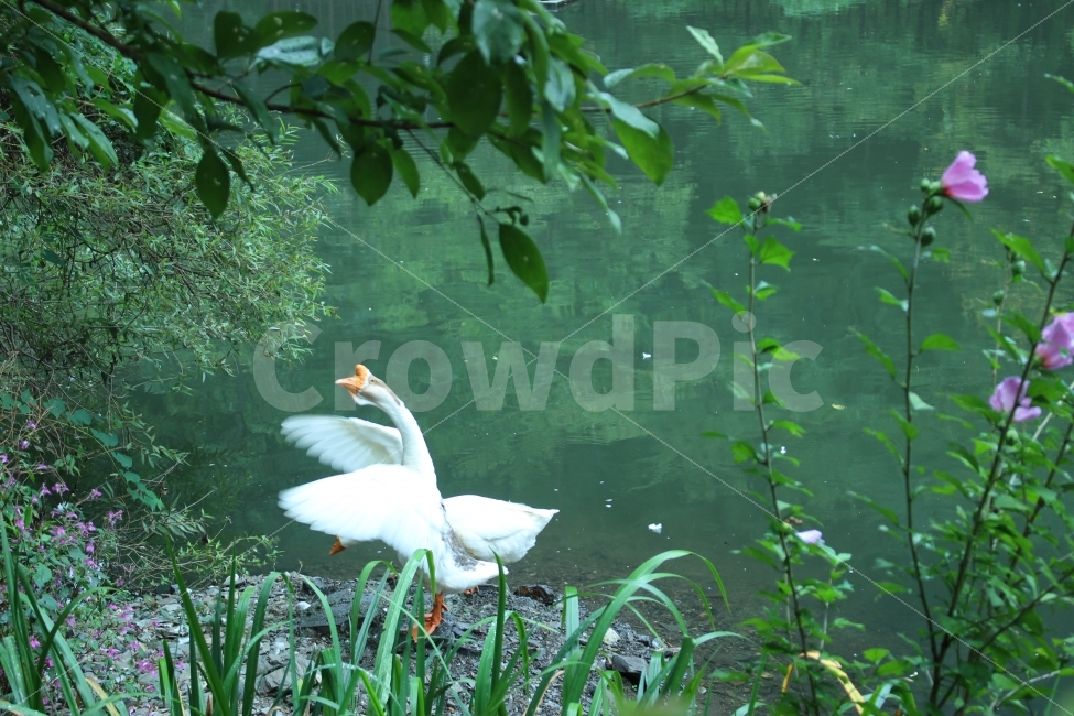 거위,호수,저수지,꽃,자연,풍경,동물,animal,조류,새,birds