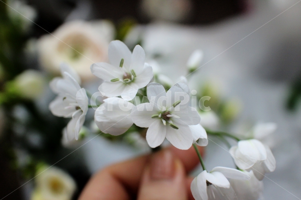 순수,하얀꽃,여름,봄,꽃,플라워,청초,설레임,소박,꽃,flower