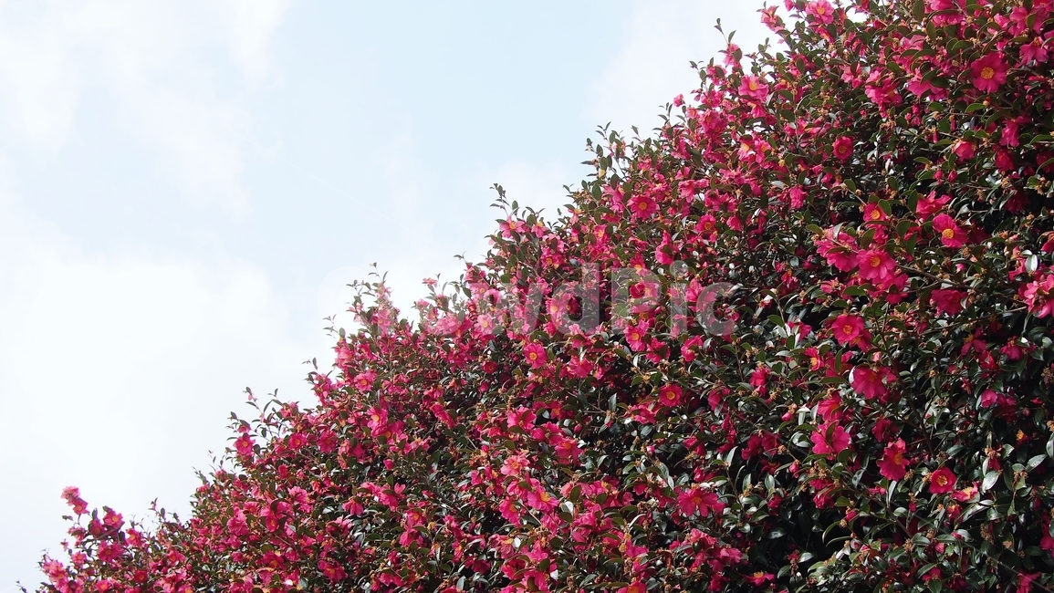 동백꽃,꽃,겨울꽃,나무,자연,식물,자연,plants,nature,꽃,flower