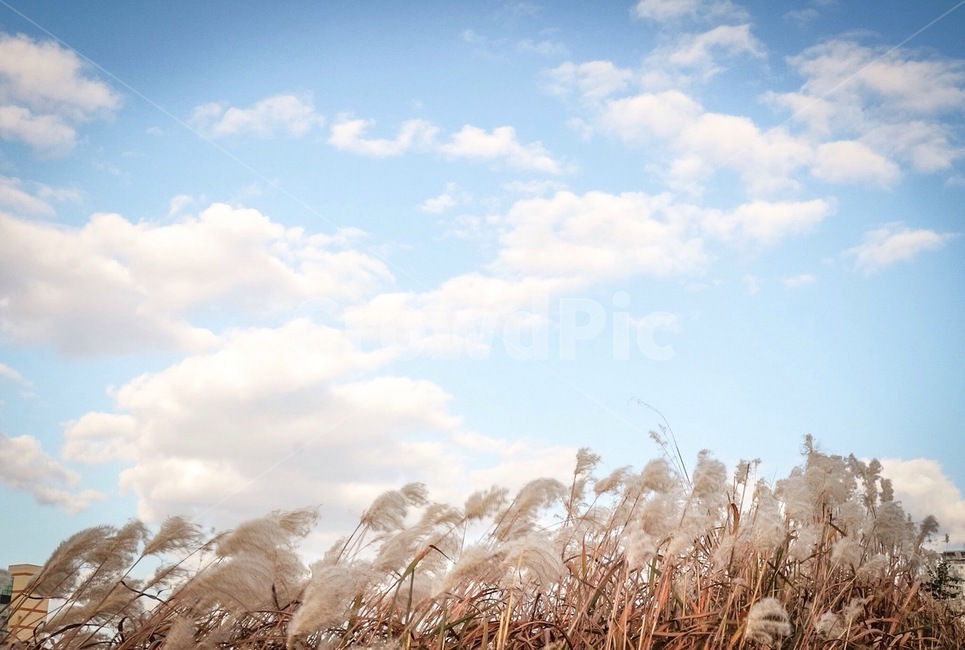 가을,갈대,하늘,자연,sky,가을,계절,fall,autumn,season,자연,풍경,nature,landscape,plant,식물,grass,잔디,lawn,reed