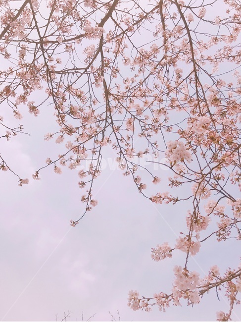 봄,하늘,벚꽃,나무,배경,벚꽃나무,분홍,계절