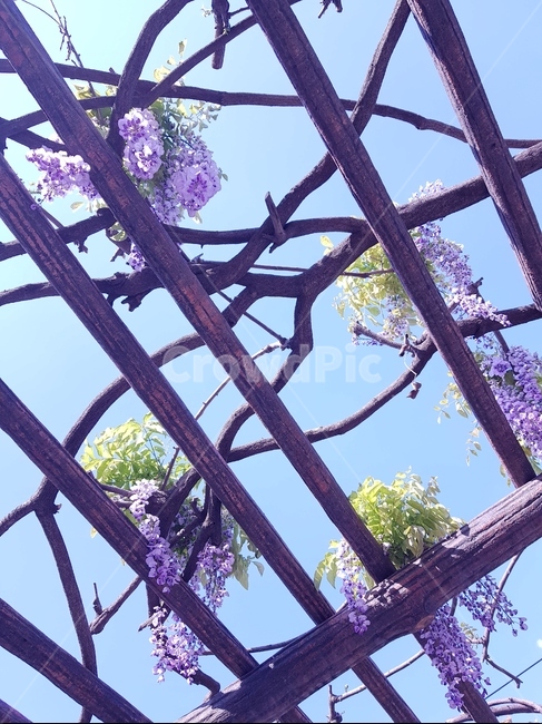 등나무,등나무꽃,라일락,꽃,정자,하늘,식물,자연,plants,nature,꽃,flower
