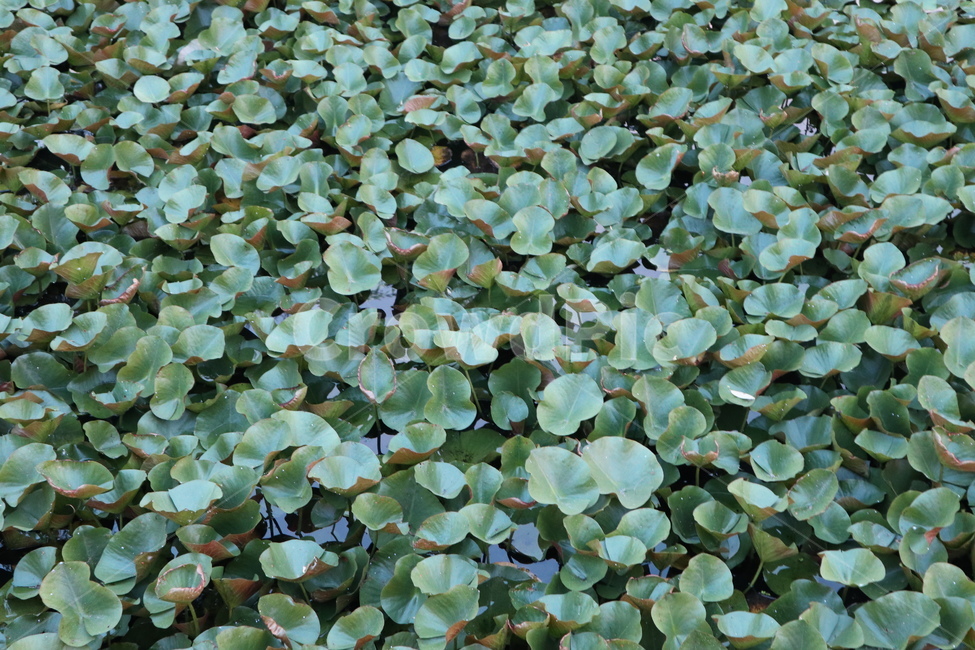 부레옥잠,자연,수생식물,수질정화식물,식물,식물,자연,plants,nature