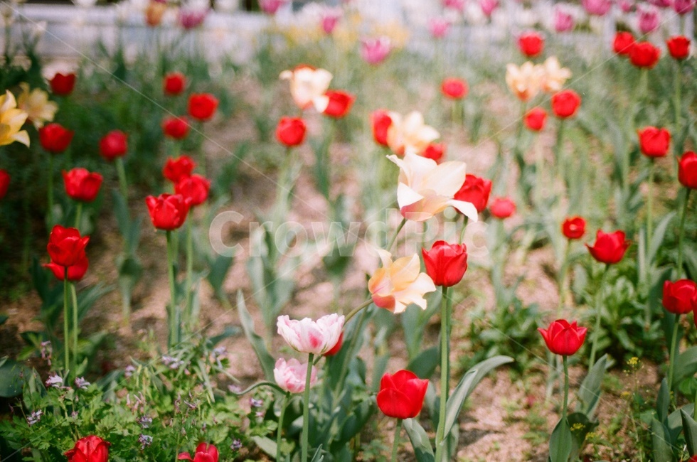 식물원,꽃,필름사진,봄,flower,spring,film,필름,자연,봄,계절,spring,season,식물,자연,plants,nature,꽃,flower,plant