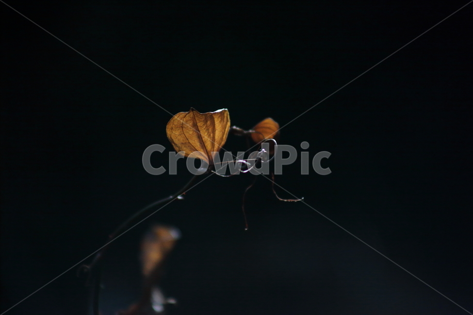 단풍,잎,식물,가을,redleaves,가을,계절,fall,autumn,season,plant,leaf