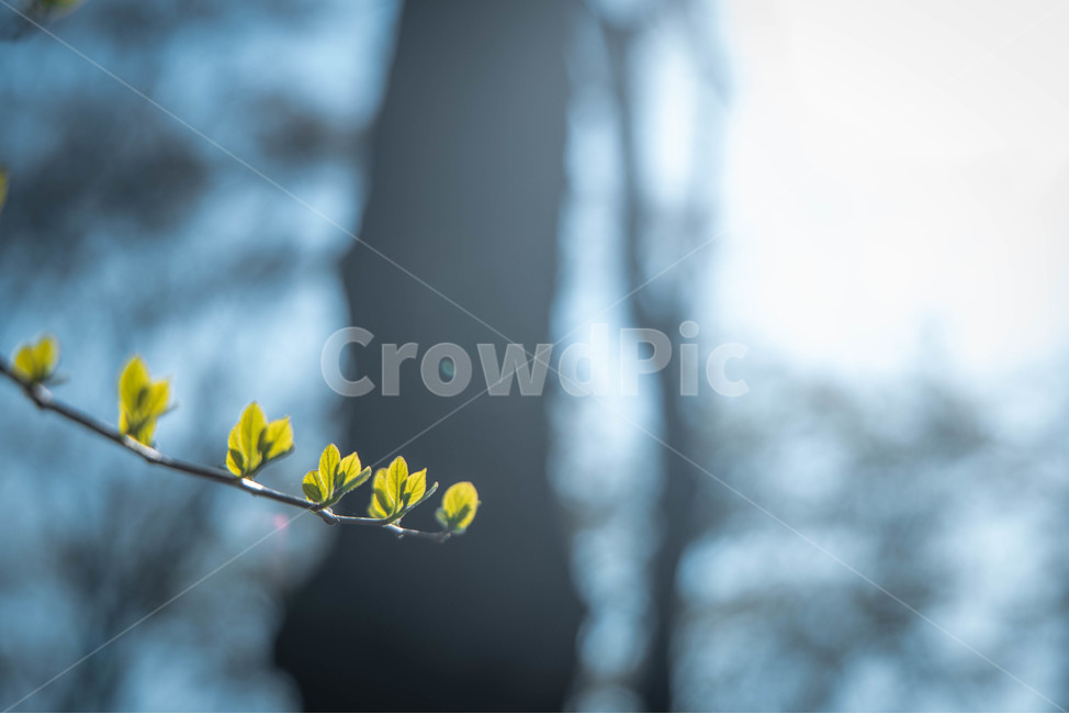 잎,초록,연두,식물,아웃포커싱,leaf,plant,green,봄,계절,spring,season,식물,자연,plants,nature