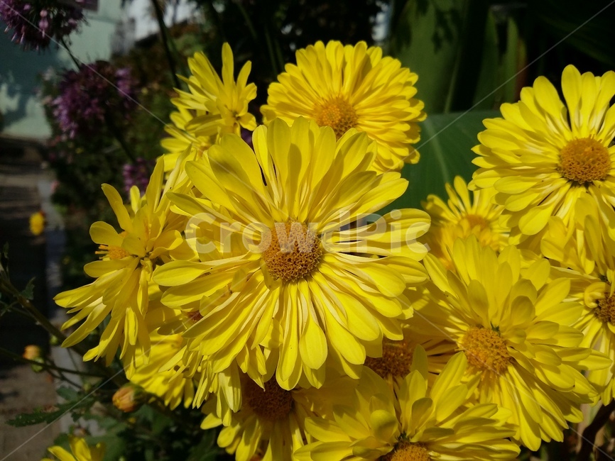 plant,식물,flower,꽃,자연,식물,자연,plants,nature,꽃,flower