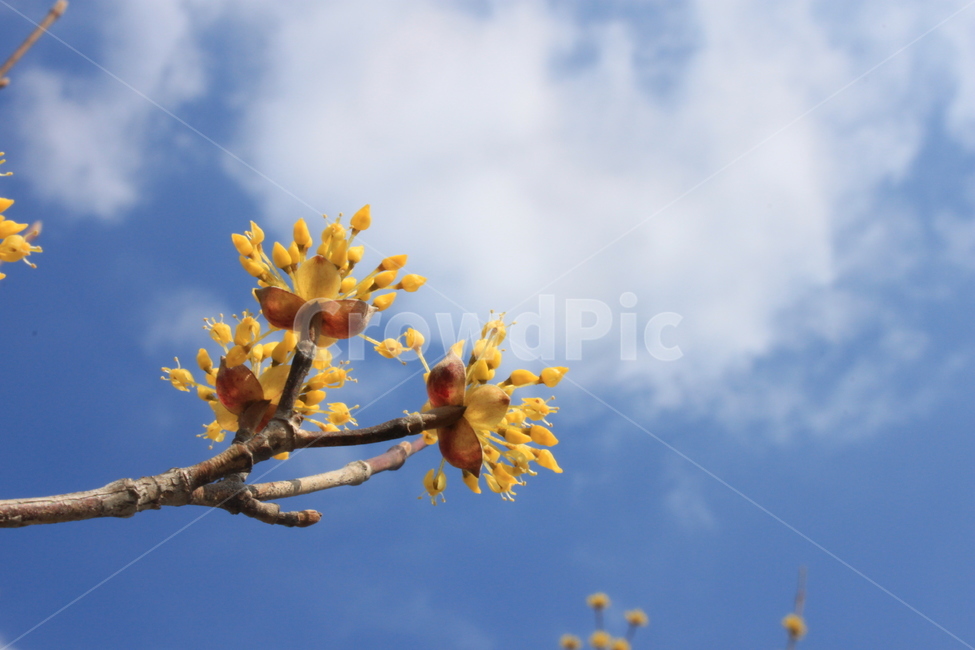 flower,산수유,봄,꽃,식물,plant,봄,계절,spring,season