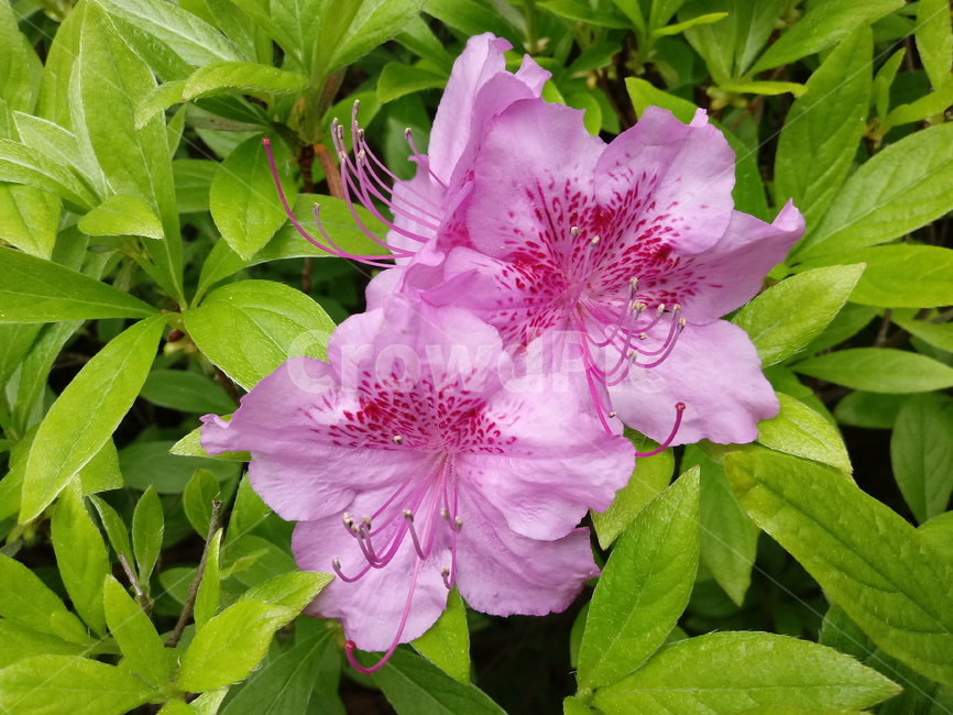 철쭉,smilerosebay,진달래과,식물,봄꽃,개꽃나무,springseasonflower,척촉화,낙엽관목,관상용