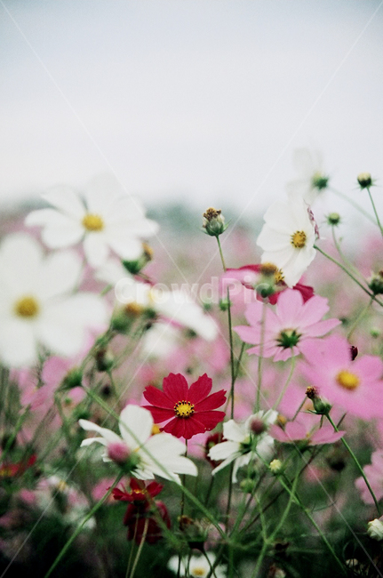 코스모스,가을,plant,식물,힐링,필름,가을,계절,fall,autumn,season
