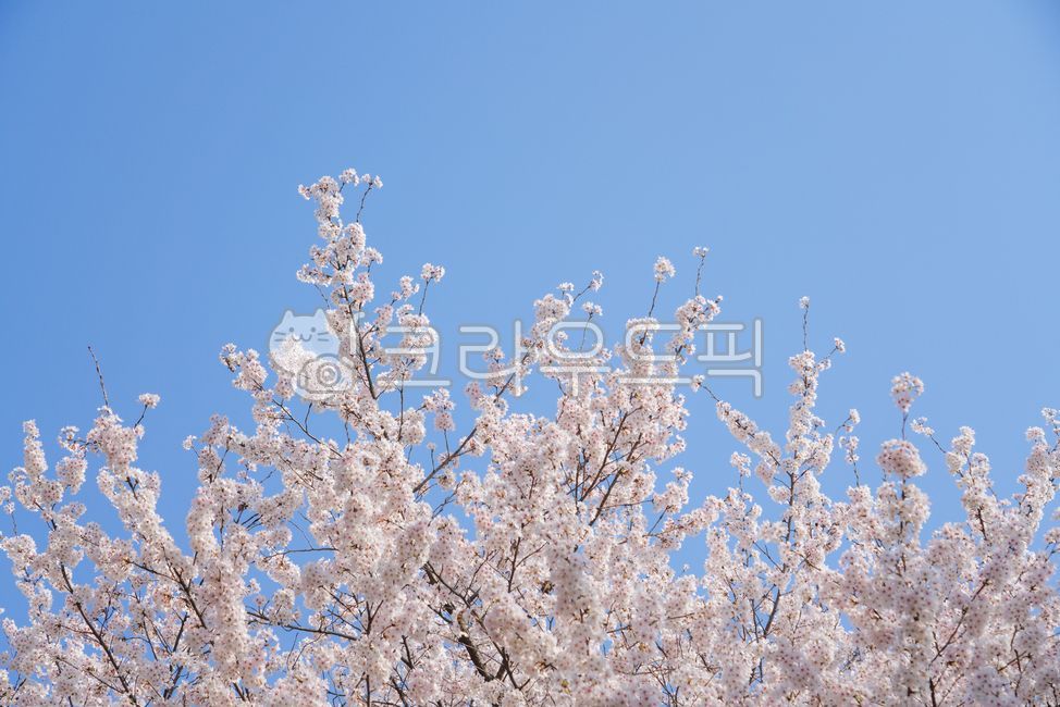 cherry,Cherry Blossom,cherryblossom,March,spring breeze,flowering,spring flowers,spring,Double cherry blossoms,cherry blossom petals,petal,weather,season,spring day,sunny,spring outing,full bloom,flower,cherry blossom tree,cherry blossom road,Cherry bloss