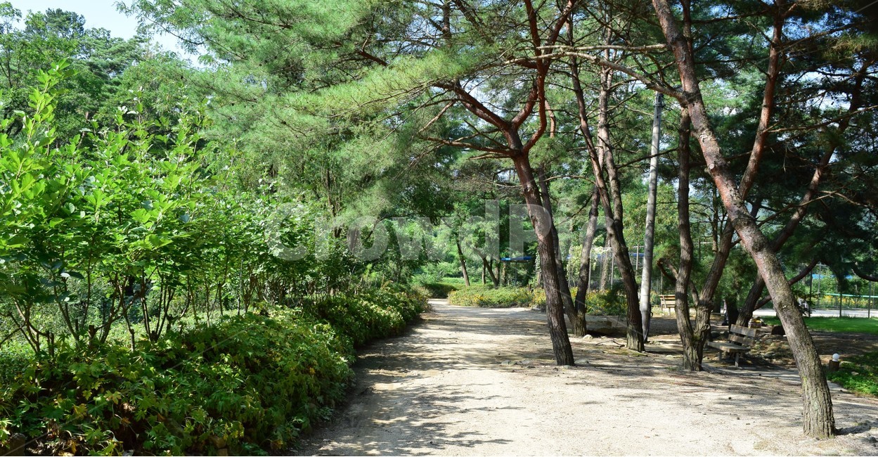 나무,나무들,자연,숲,초록,산길,나뭇잎,배경화면,tree,trees,nature,forest,green,wood,sunlight,oak,landscape,summer,leaf,backgrounds,outdoor,자연,풍경,nature,landscape,식물,plants,나무,trees,wood,plant,outdoors,옥외