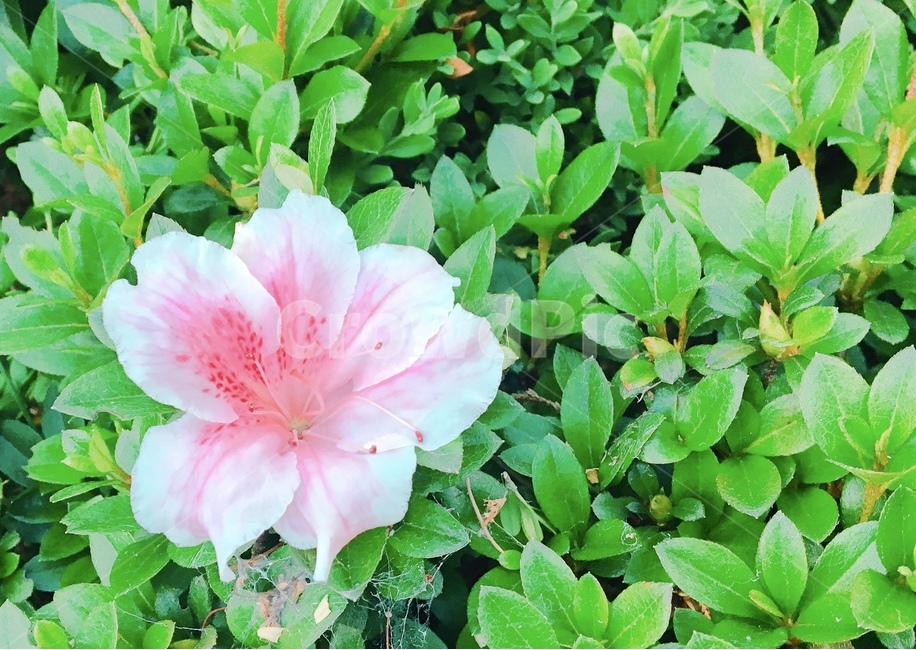 plant,식물,꽃,flower,nature,식물,자연,plants,nature,꽃,flower