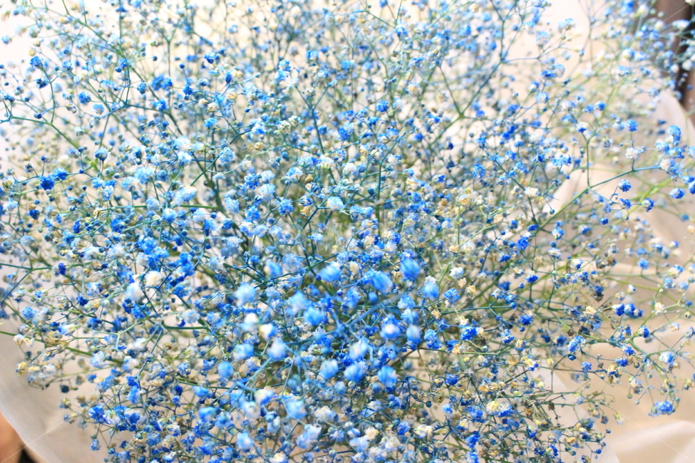 안개꽃,꽃,드라이플라워,말린꽃,파란꽃,꽃다발,파란색,식물,자연,배경,flower,dayflower,plants,nature,blue