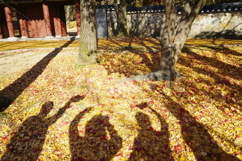 가을,그림자,실루엣,낙엽,단풍,은행나무,사람,나무,가을,계절,fall,autumn,season,한국전통,한국문화,korean traditional,korean culture,사람,인물,인간,human,person,감정표현,기분,feeling,emotion,인물실루엣,사람실루엣,character silhouette,human silhouette,친구,우정,friendship,companion,plant,식물,tree