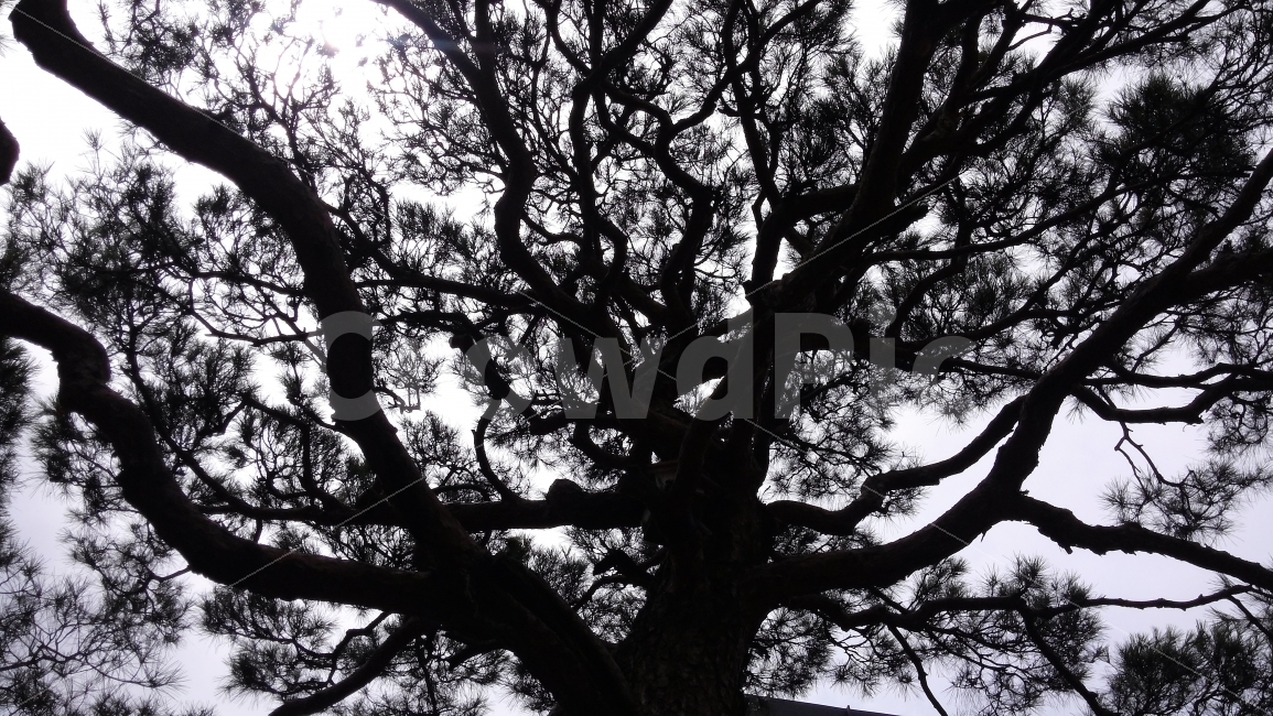 소나무,나무,자연,풍경,공원,식물,자연,plants,nature,나무,trees,wood,실루엣,그림자,silhouette,shadow