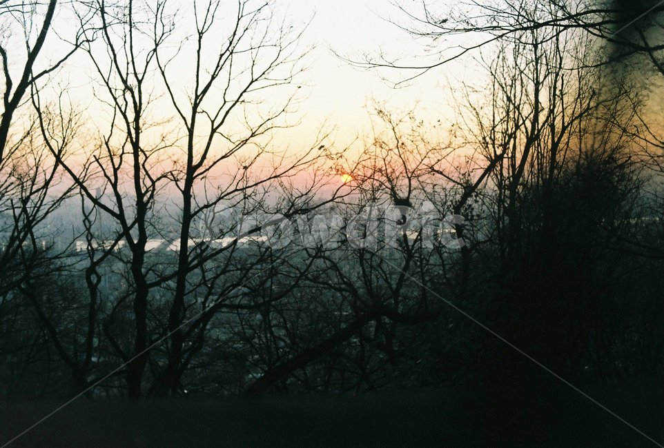 해질녘,나무,역광,서울,필름사진,자연,풍경,nature,landscape,outdoors,옥외