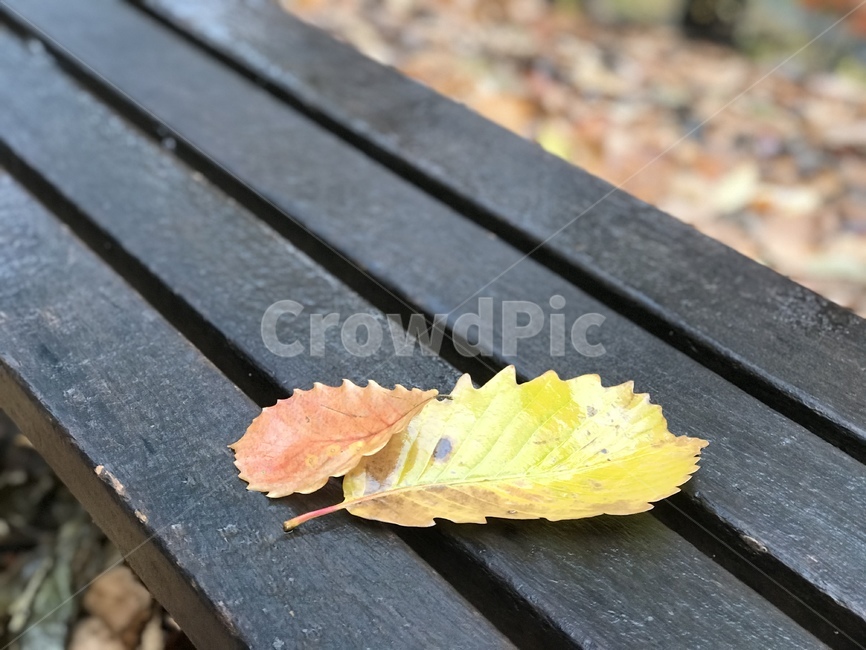 단풍,잎,식물,가을,잎사귀,자연,가을,계절,fall,autumn,season